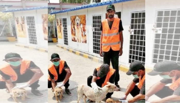 Stray Dogs Center Islamabad